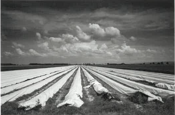 Jahrgangsbild 2023 der Denkwerkstatt St. Lambrecht von Peter Dittrich - Spargelfeld im Marchfeld